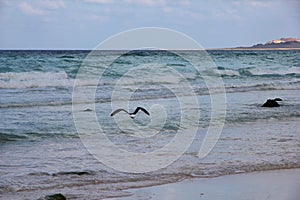 Birds on the coast of Indian ocean, Socotra island, Yemen