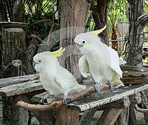 Cockatoo duo