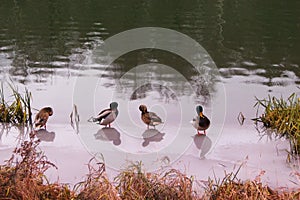 Birds are cold on the lake. Ducks overwinter on the freezing river. Problems of birds in ice-covered reservoir