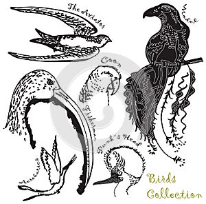 Birds collection 1