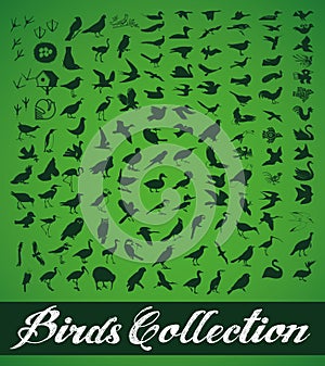 Birds Collection