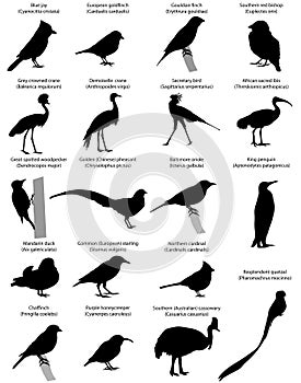 Observación de aves 