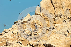 Birds colonies by Ballestas Island