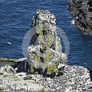 birds colony, Rathlin Island, County Antrim, Northern Ireland
