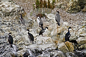 Birds - Cormorants On Rocks