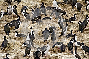 Birds - Cormorants On Rocks