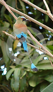 Birds in Costa Rica