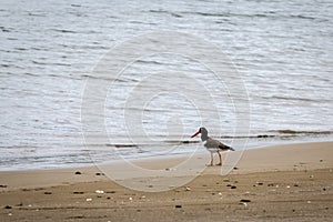 Birds of Costa Rica, American oystercatcher Haematopus palliatus. Junquillal beach, Guanacaste, Costa Rica