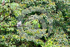 Birds of Costa Rica, Central America photo