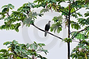 Birds of Costa Rica, Central America photo