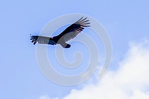 Birds of Costa Rica, Central America photo