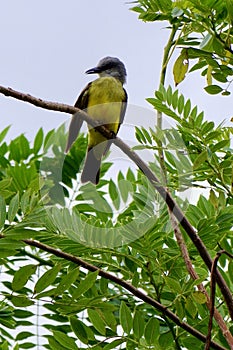 Birds of Costa Rica, Central America photo