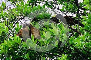 Birds of Costa Rica, Central America photo