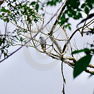 Birds of Costa Rica, Central America photo