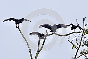 Birds of Costa Rica, Central America photo