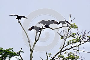 Birds of Costa Rica, Central America photo