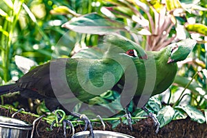 Birds couple perched on twig