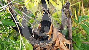 Birds Crotophaga ani feeds the Chicks in the nest.