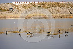 Birds crows in a large puddle on shallows. Gulf lake. constructionbackground