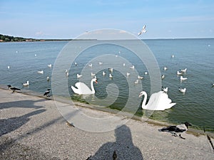 Birds on Curonian Lagoon shore