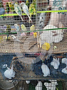 Birds and cute rabits