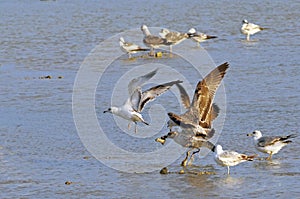 Birds of Cutler Bay Wetlands