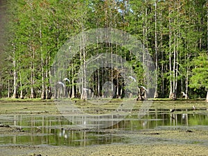 birds and cypress trees