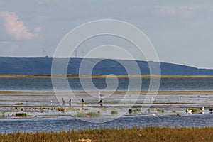 Birds at DALINOR Lake in Inner Mongolia