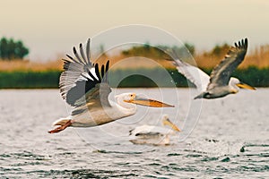 Birds of the Danube Delta: Great White Pelican Pelecanus onocrotalus