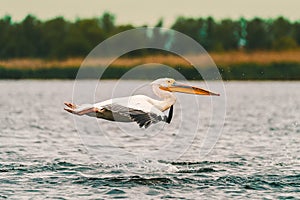 Birds of the Danube Delta: Great White Pelican Pelecanus onocrotalus