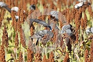 The birds devastate millet and sorghum fields.