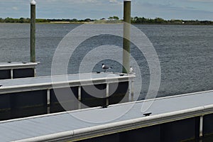 Birds on the dock of the ICW photo