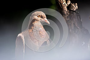 Bird, Dove on tree expose by sunlight photo