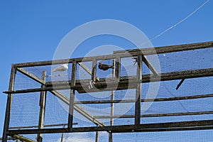 Birds in the dovecote. 3 pigeons in a cage