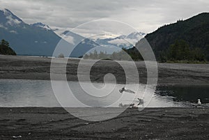 Birds drinking glacial run off photo