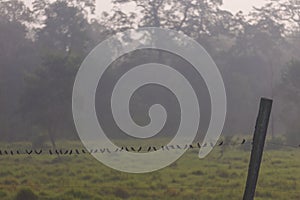 Birds in the early morning in Chitwan