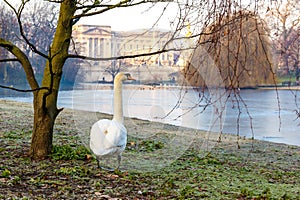 Birds in early winter morning in St James's park