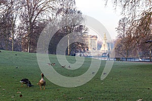 Birds in early winter morning in St James's park