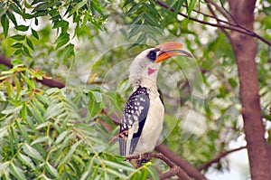 Observación de aves de salida 