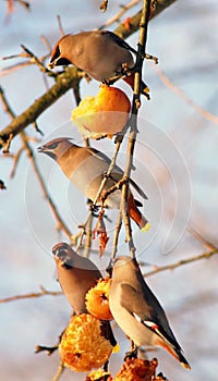 Birds eating apples