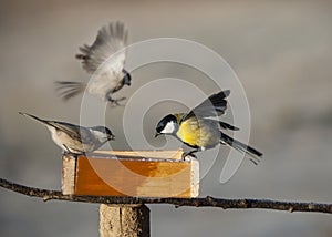 Birds eating from bird feeder