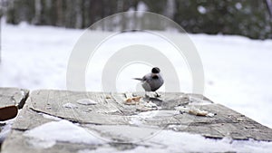 Birds are eating bread that a man feeding them on a wooden table in a snowy winter forest