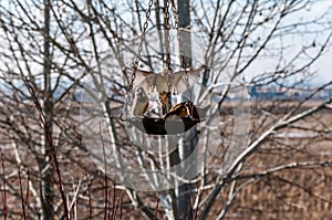 Birds eating from a feeder on a cold morning