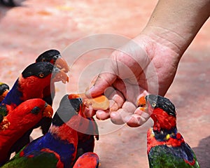 Birds eating fruit from hand