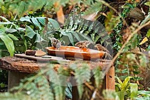 Birds eating out of a dish in the tropical greenhouse at the Frederik Meijer Gardens