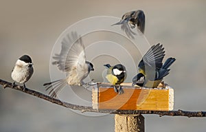 Birds eating seed from bird feeder