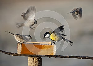 Birds eating seed from bird feeder