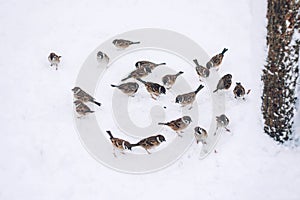 Birds eating seed from snow ground in the winter park. Wooden handmade bird feeder in winter snow cold day