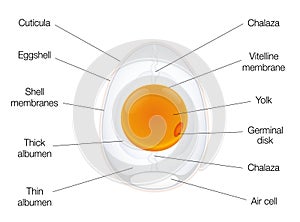 Birds Egg Anatomy Diagram Chart Structure Names photo