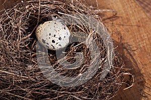 Birds egg in a natural nest, nature fauna